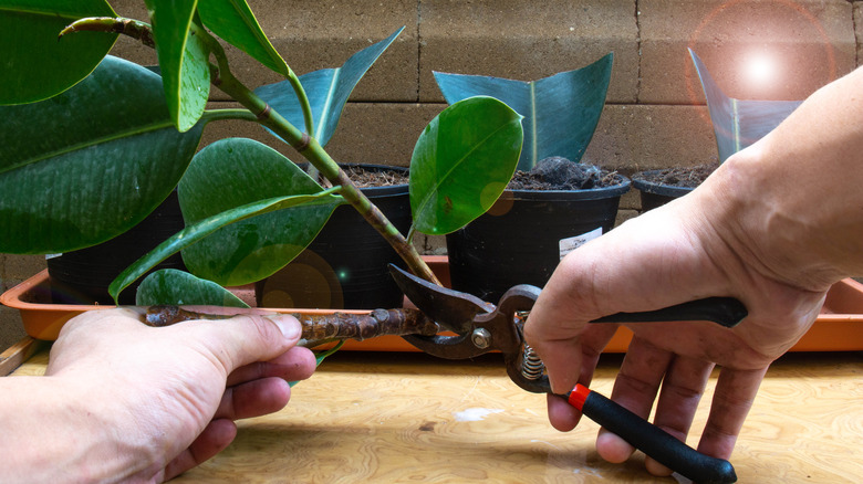 Cutting rubber tree stem