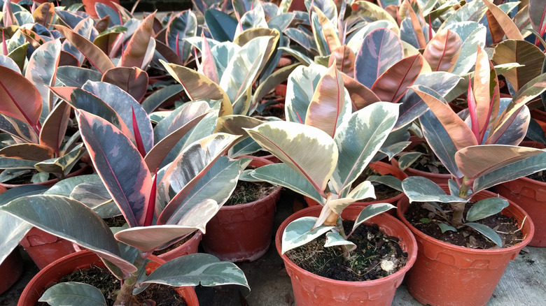 Potted rubber trees