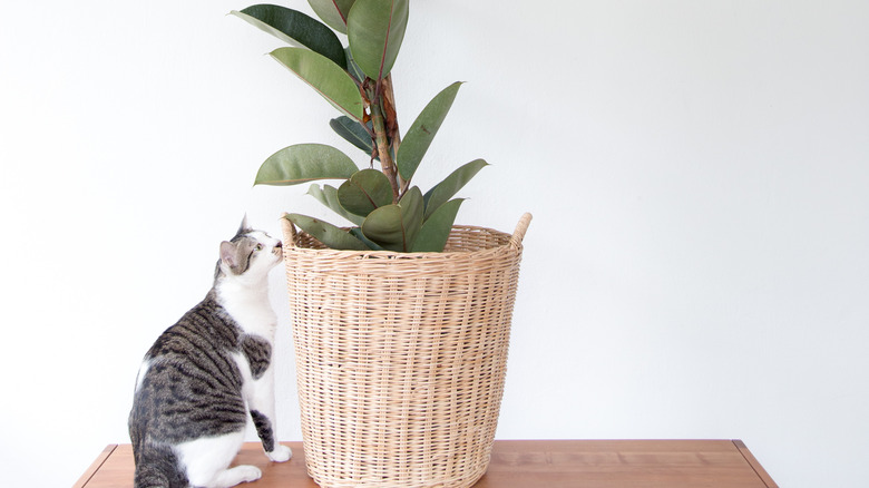 Cat with rubber tree