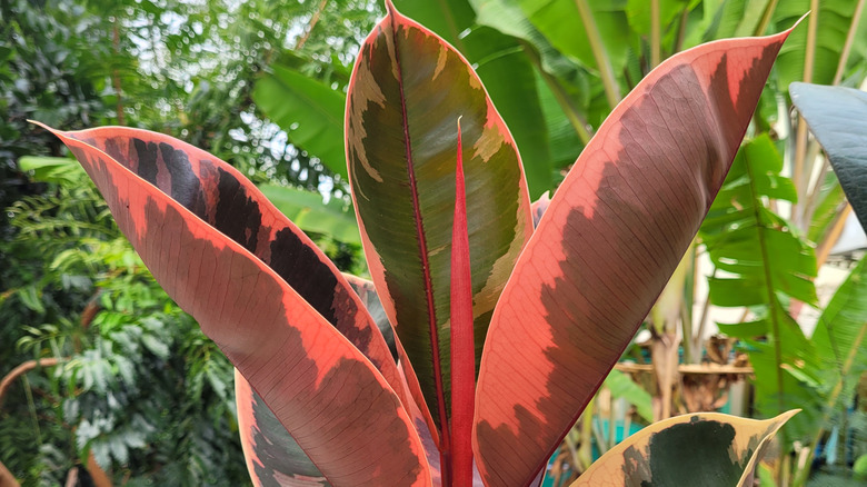 Ficus elastica ruby