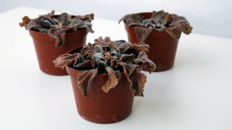 Dead African violets