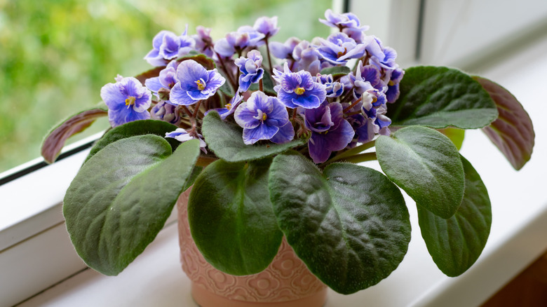  African violet houseplant 