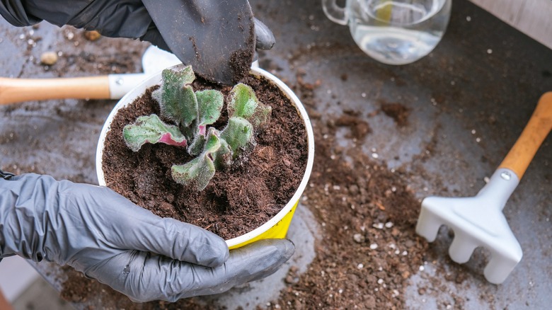 Person repotting African violet