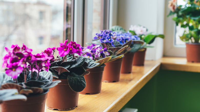 African violets growing on windowsill