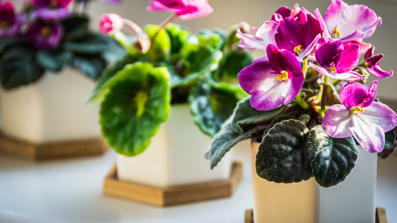 Potted purple African violets