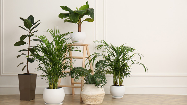 Variety of indoor palm plants