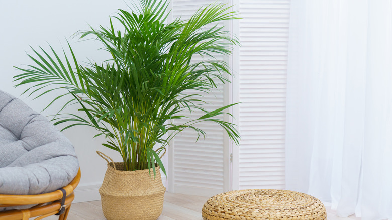 Areca palm in wicker pot