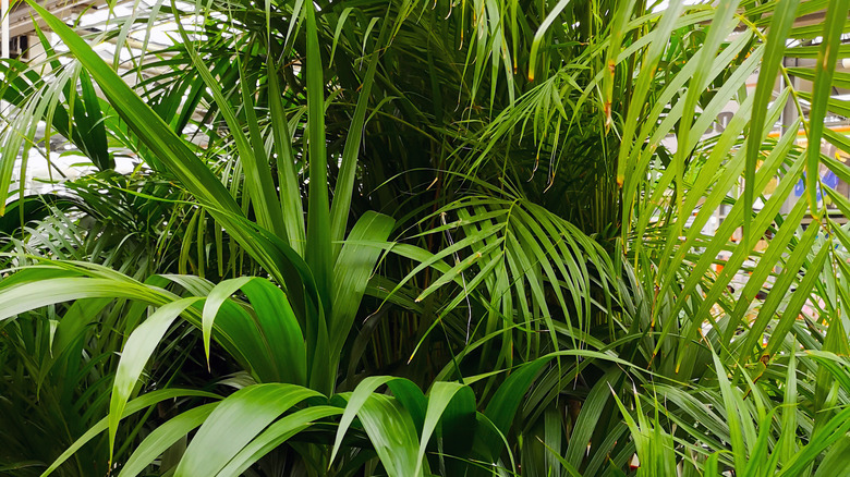 Areca palm leaves