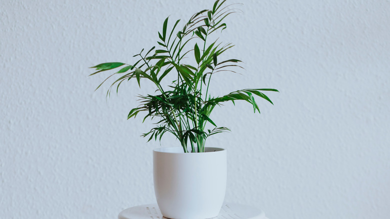 Potted areca palm