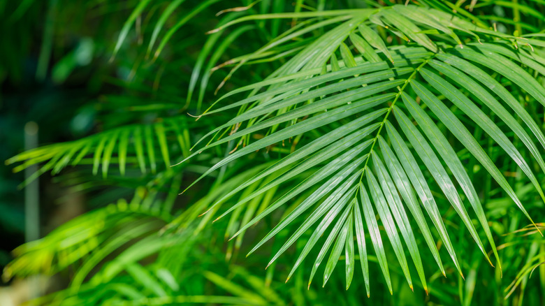 Areca palm leaves