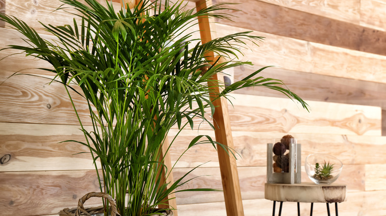 Areca palm next to mirror