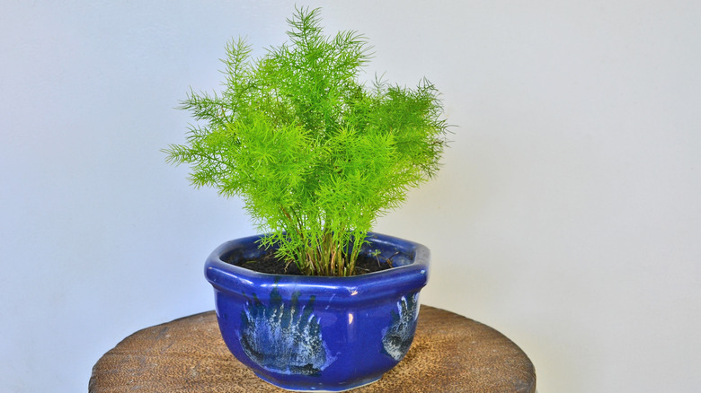 Asparagus fern in blue pot