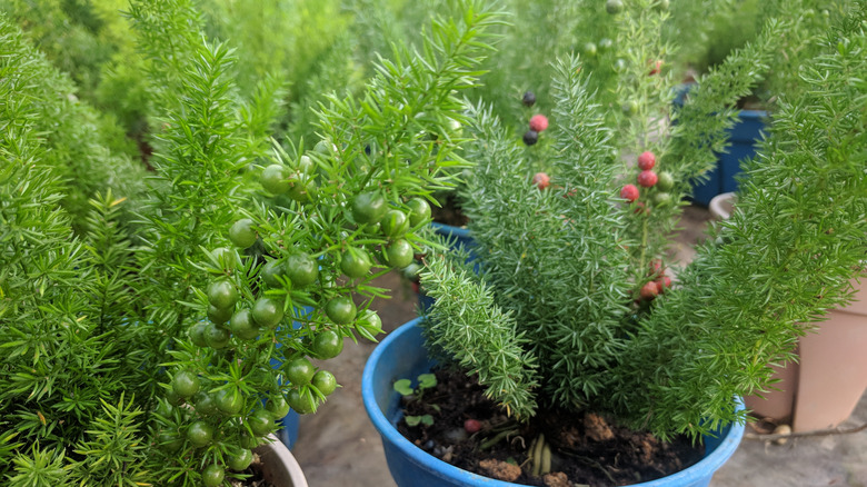 Asparagus fern sprouting berries