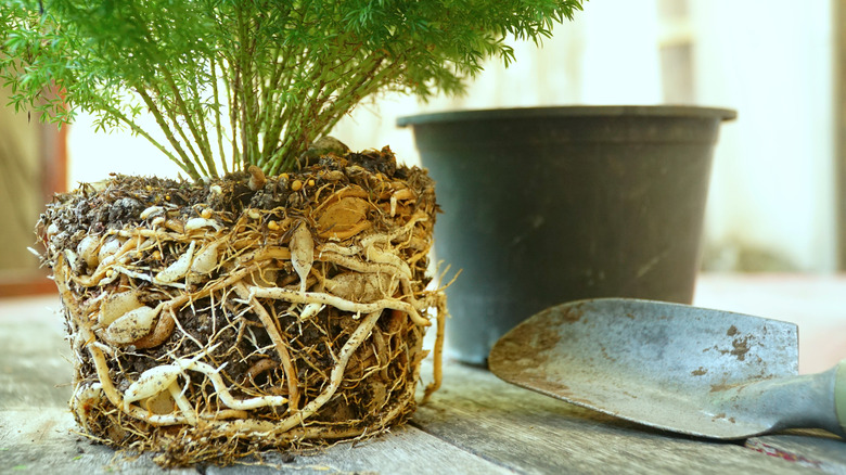 Asparagus fern roots