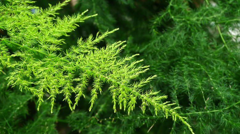 Asparagus fern leaf