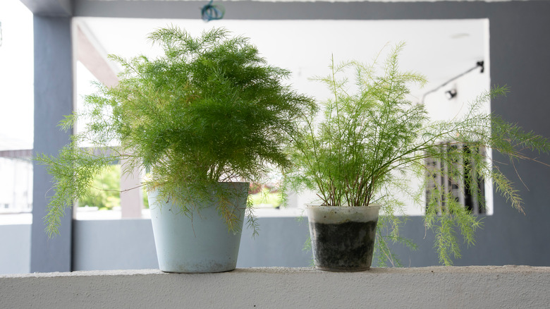 Two potted asparagus ferns