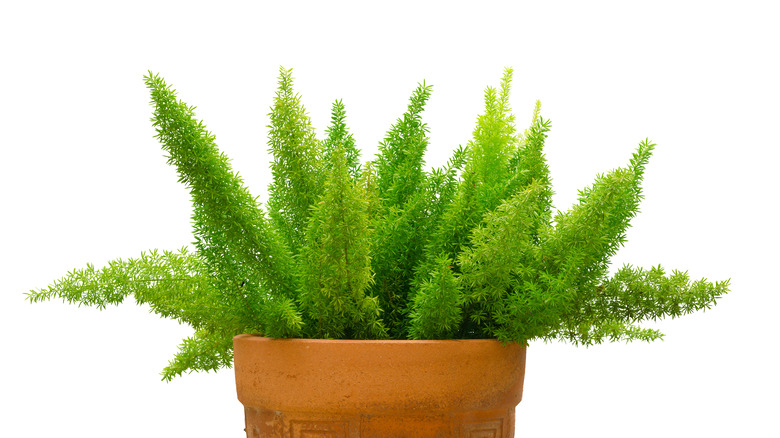 Potted foxtail fern