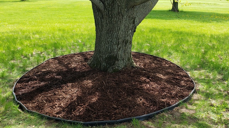 mulch around a tree