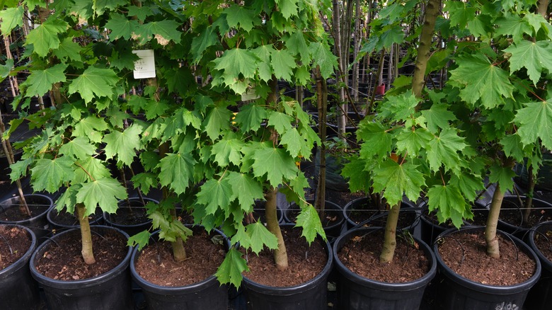 young maple trees growing in pots