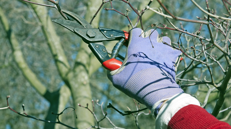 woman pruning a maple tree