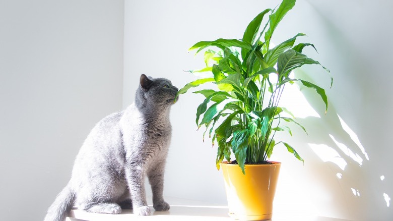 cat sniffing potted peace lily