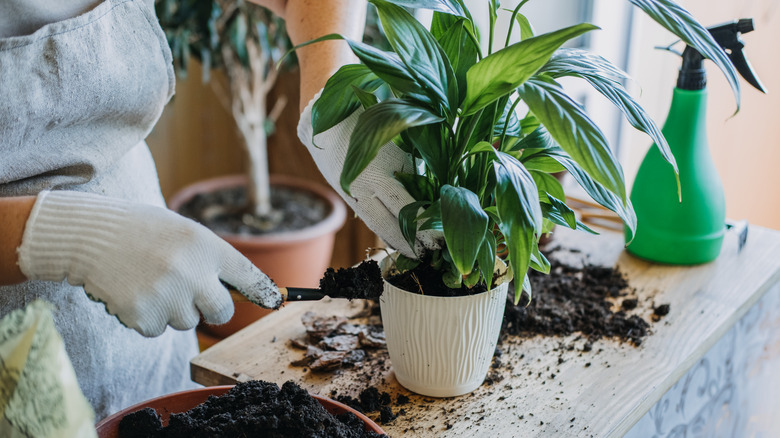 repotting peace lily plant