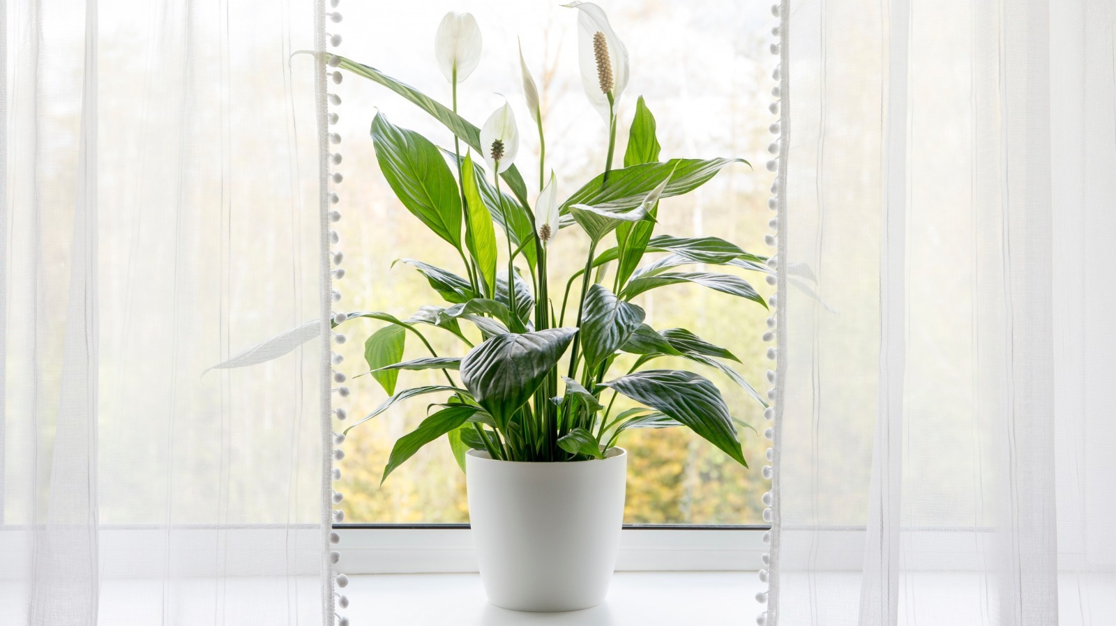 How To Successfully Grow An Indoor Peace Lily Plant