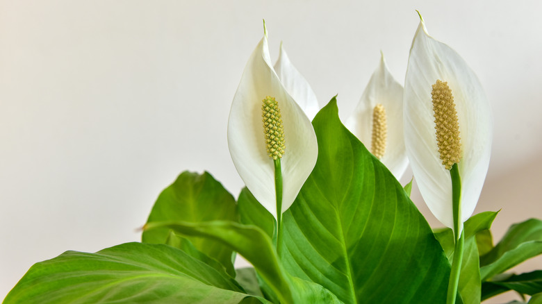 How To Successfully Grow An Indoor Peace Lily Plant