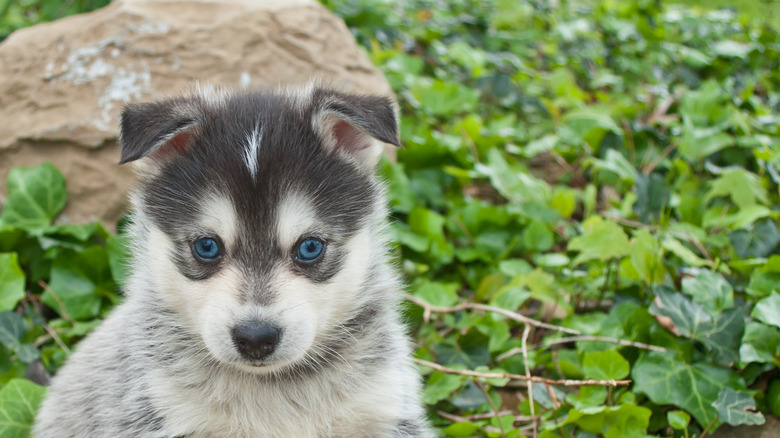 puppy sitting on rock