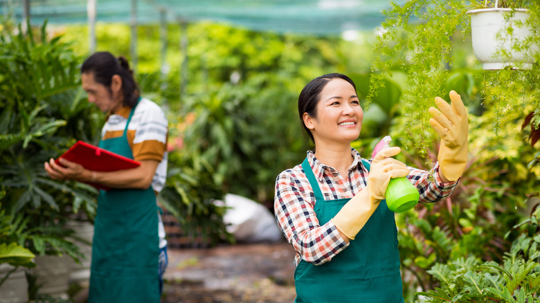 woman spraying ivy plant