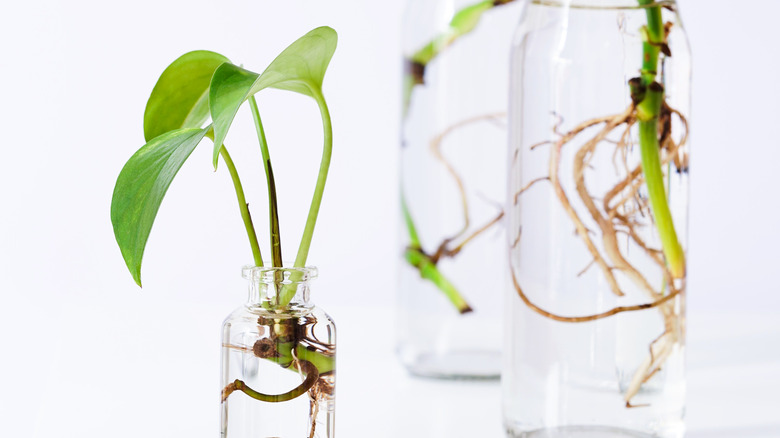 ivy plants in jar with roots