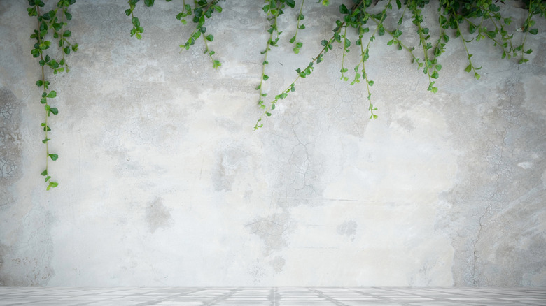 ivy on cement wall