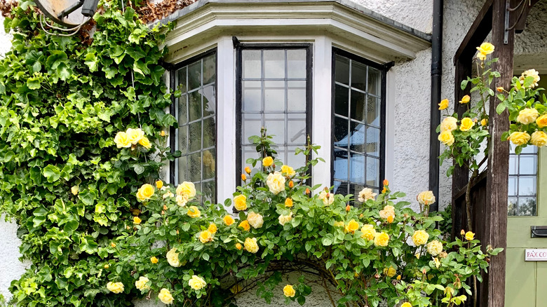 ivy growing on home with window