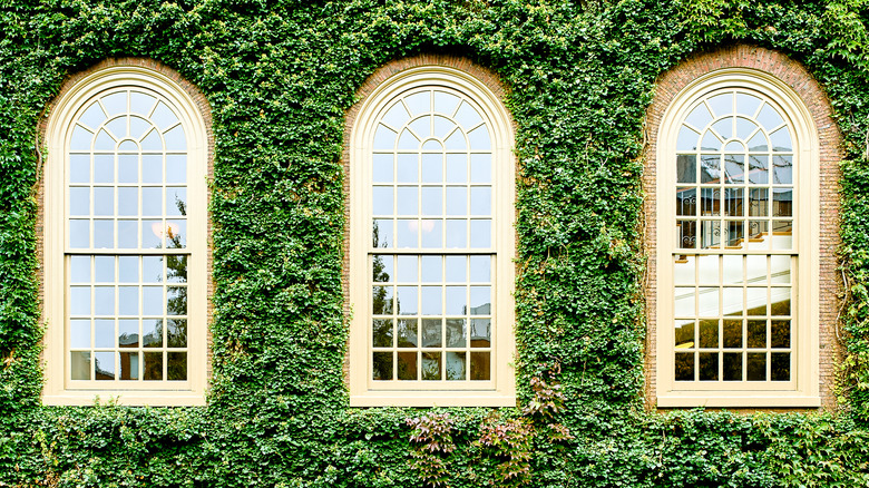 Harvard building cascading ivy