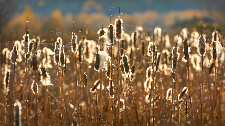 Cattail field