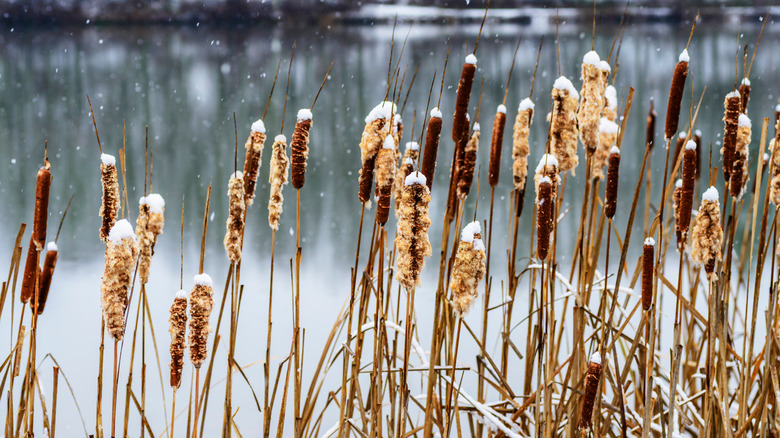 Snow covered cattail plants