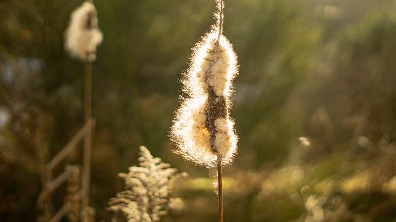 Wind blown cattail plant