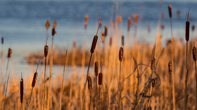 Cattails on a water bank