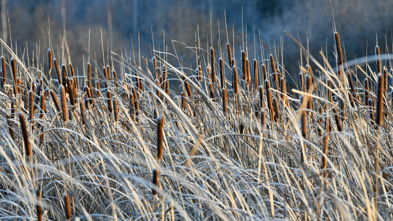 Cattail plants in winter