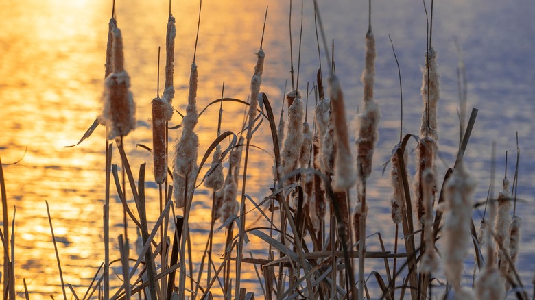 Cattail cluster against sunset