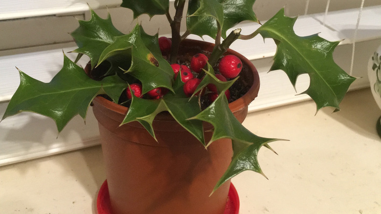 pot of holly