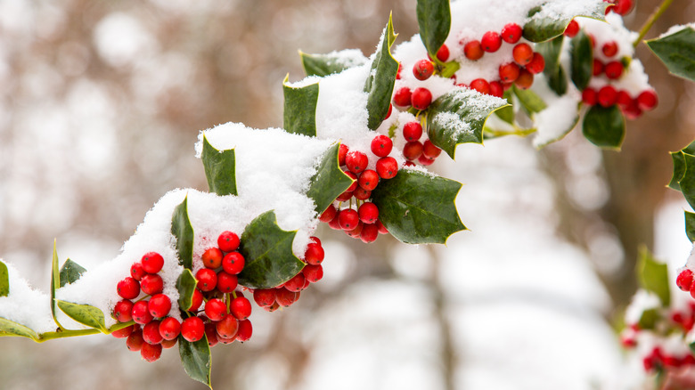 holly branch with snow