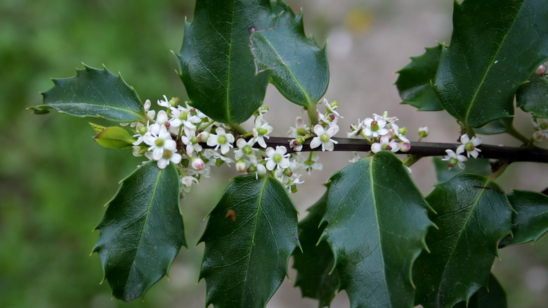 white blooming holly flowers