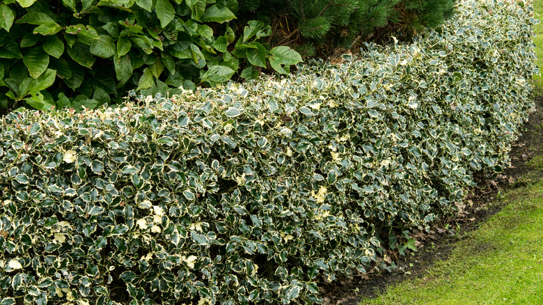 holly hedge