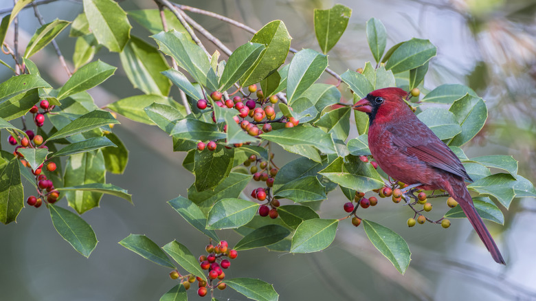 cardinal on holly branch