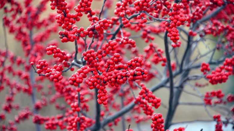 red winterberry branches