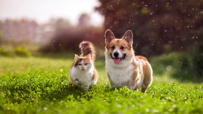 cat and dog outside