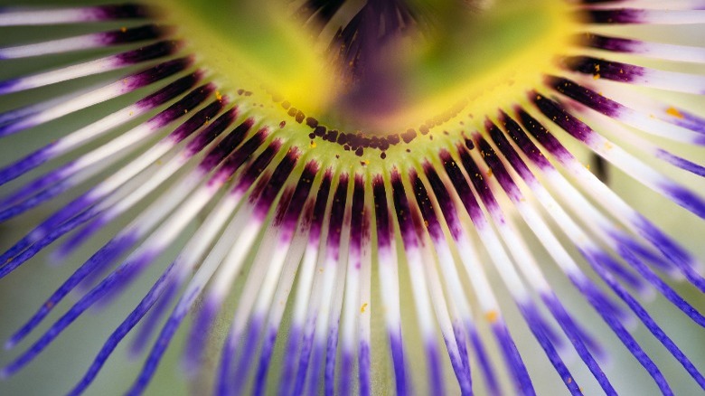 close up of passion flower