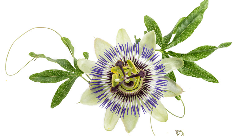 passion flower on white