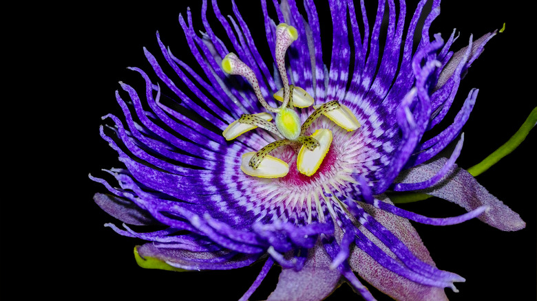 passion flower on black